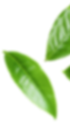 left leaves