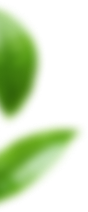 leavs