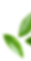 leavs